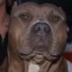 Illustration for article titled Pit Bulls Get Good PR After Pit Bull Saves Woman from House Fire